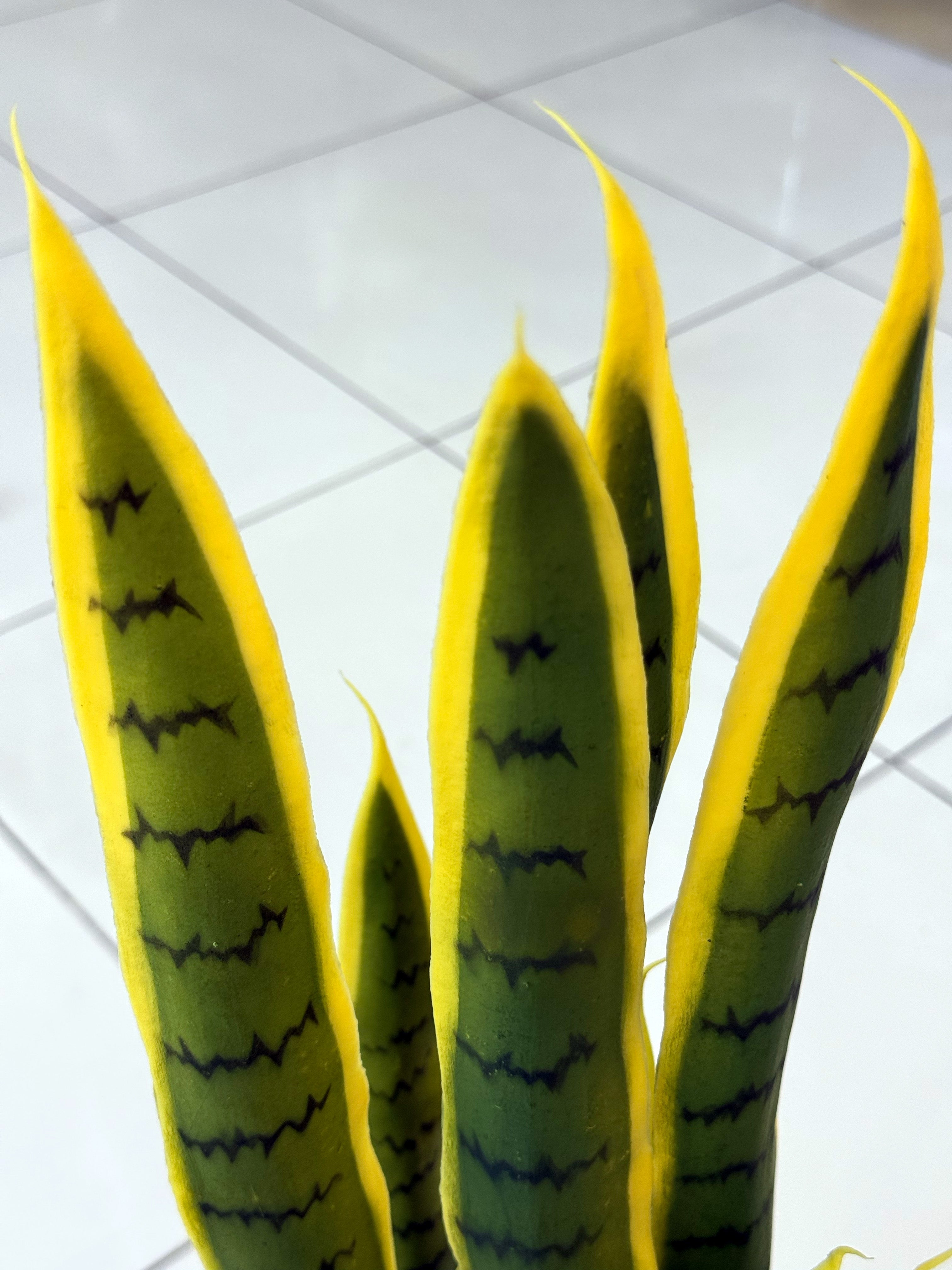Artificial Snake Plant
