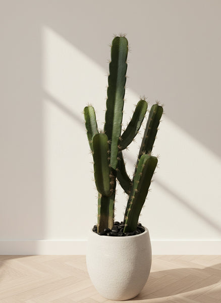 Artificial Cactus – Maison Mayara