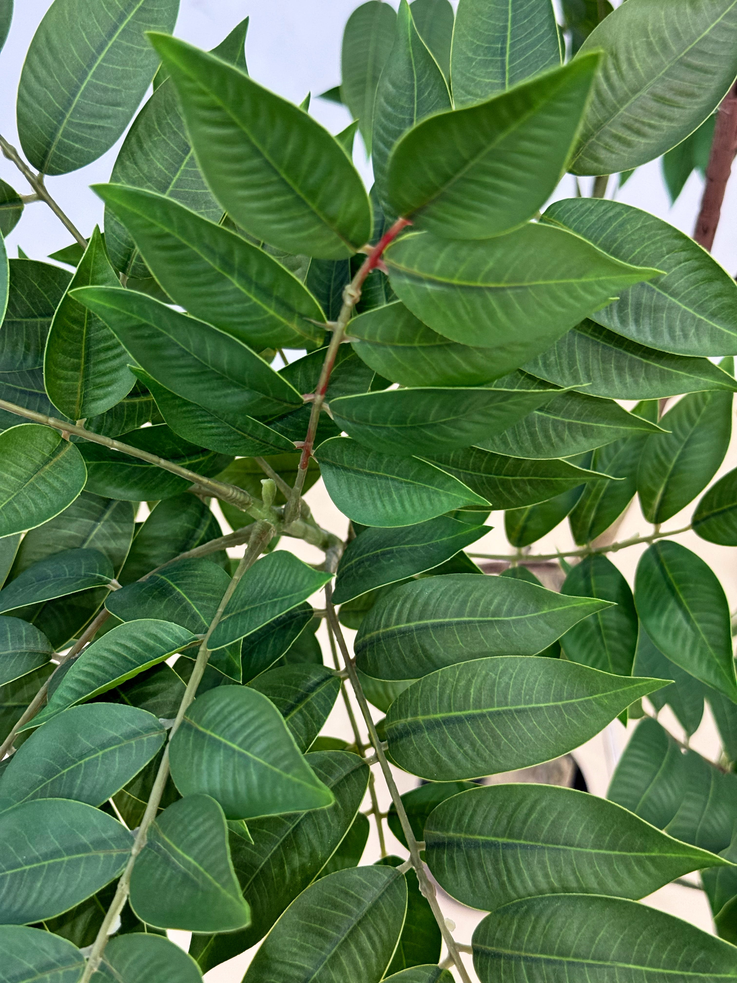 Artificial Ficus Tree