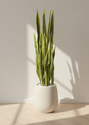Artificial Snake Plant